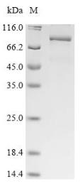 SDS-PAGE (KIFC1-6454H).jpg